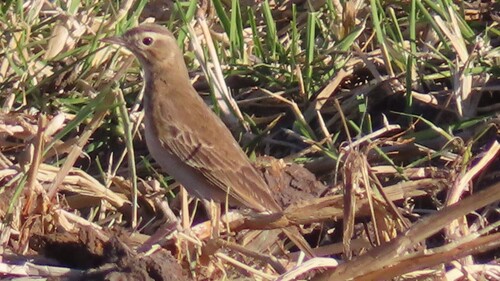 Buffy Pipit (Anthus vaalensis), photo 6