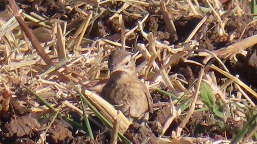Buffy Pipit (Anthus vaalensis), photo 10