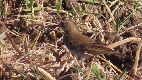 Buffy Pipit (Anthus vaalensis), photo 4