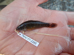 Dormitator maculatus