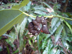 Eudocima homaena