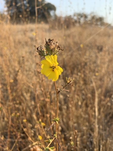 iNaturalist observation photo of tarweeds, silverswords, and allies