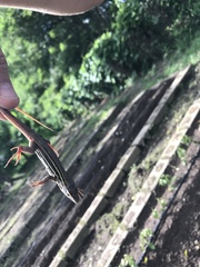 Aspidoscelis motaguae