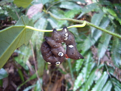 Eudocima homaena