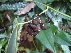 Eudocima homaena