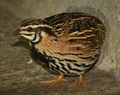 Coturnix coromandelica