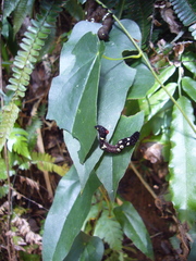 Eudocima homaena