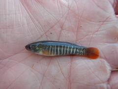 Fundulus pulvereus