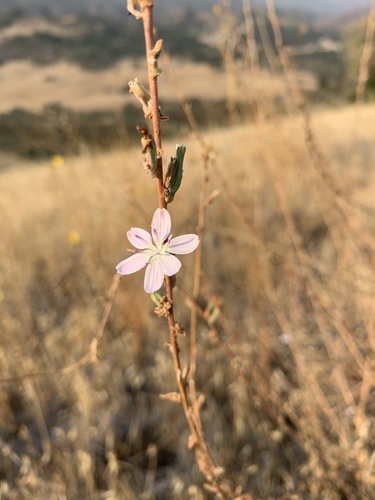 iNaturalist observation photo of rod wirelettuce
