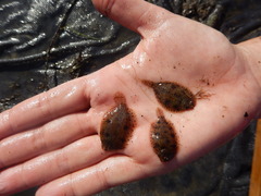 Trinectes maculatus