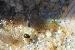 Phyllodocida