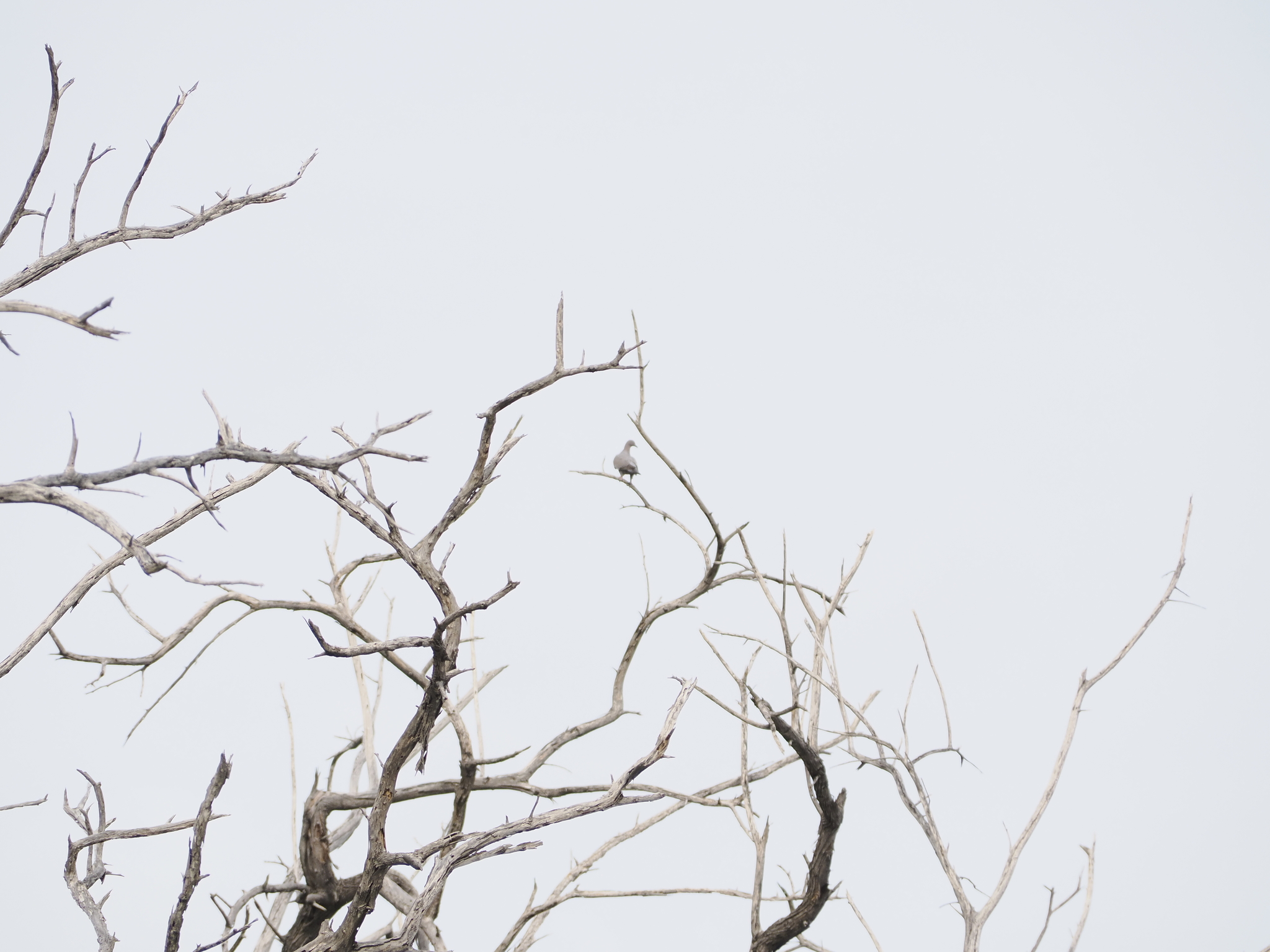 Plain Pigeon (Patagioenas inornata), photo 2