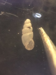 Carychium clappi