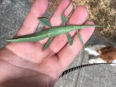 Tropidoderus childrenii