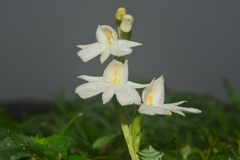 Habenaria suaveolens