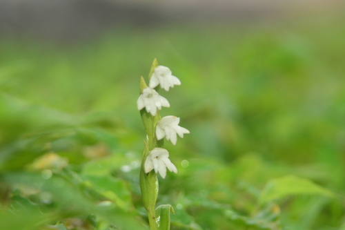 Image of Habenaria heyneana by no rights reserved