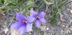 Cheiranthera linearis