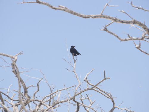 Hispaniolan Palm Crow (Corvus palmarum), photo 6