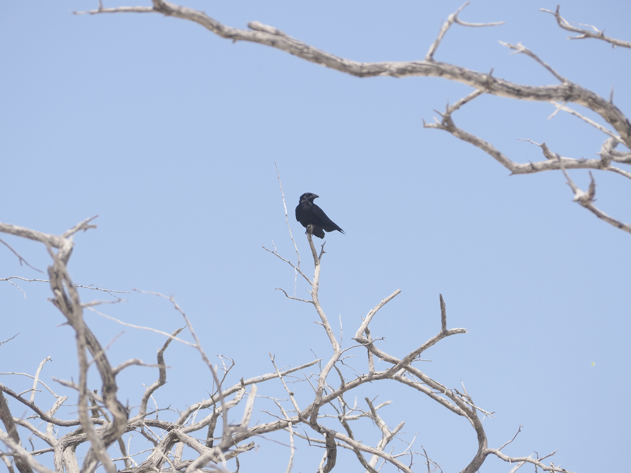 Hispaniolan Palm Crow (Corvus palmarum), photo 6