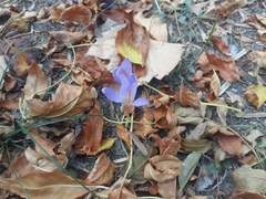 Crocus speciosus