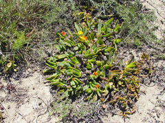 Glottiphyllum longum