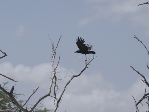 Hispaniolan Palm Crow (Corvus palmarum), photo 7