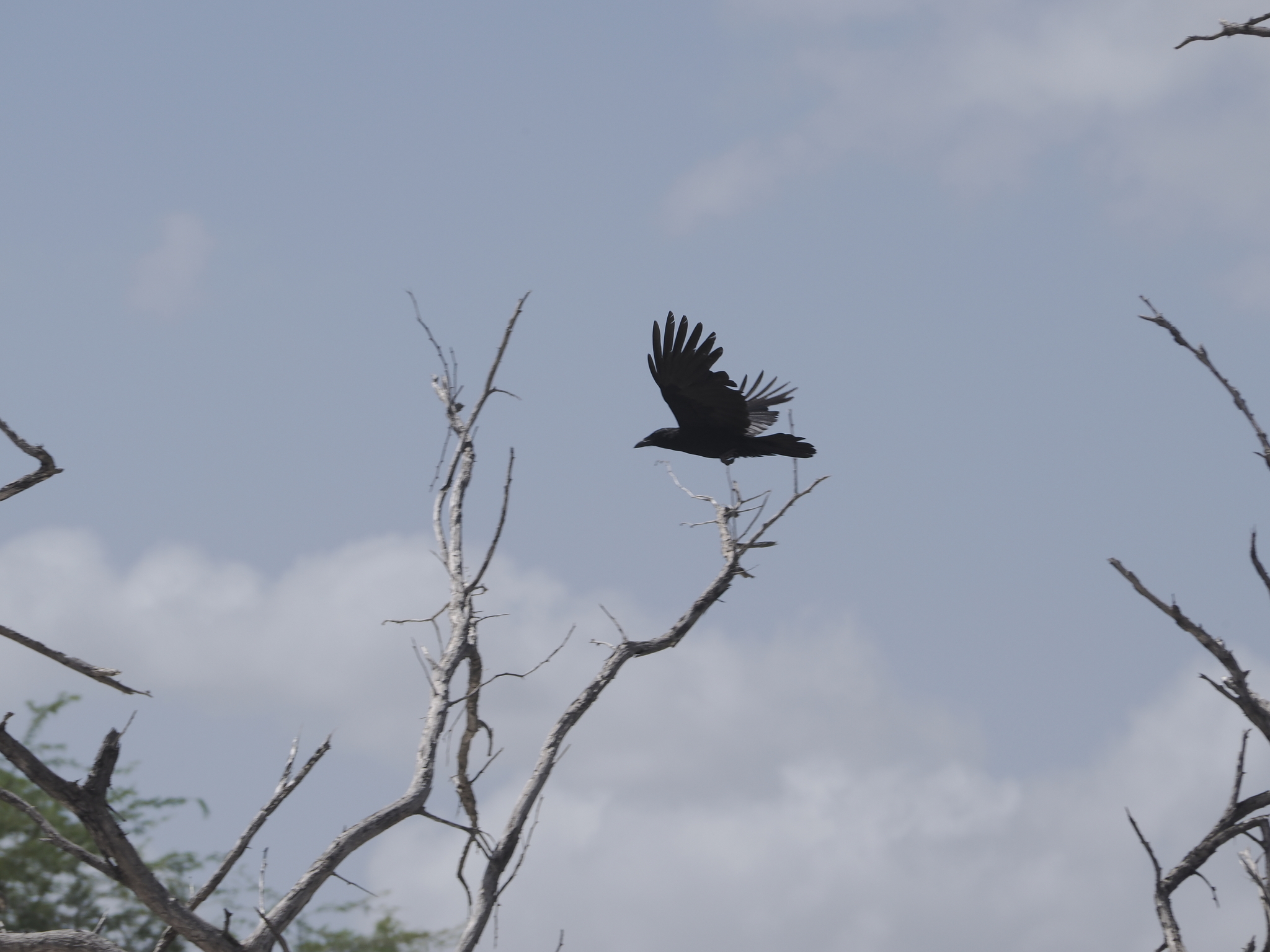 Hispaniolan Palm Crow (Corvus palmarum), photo 7