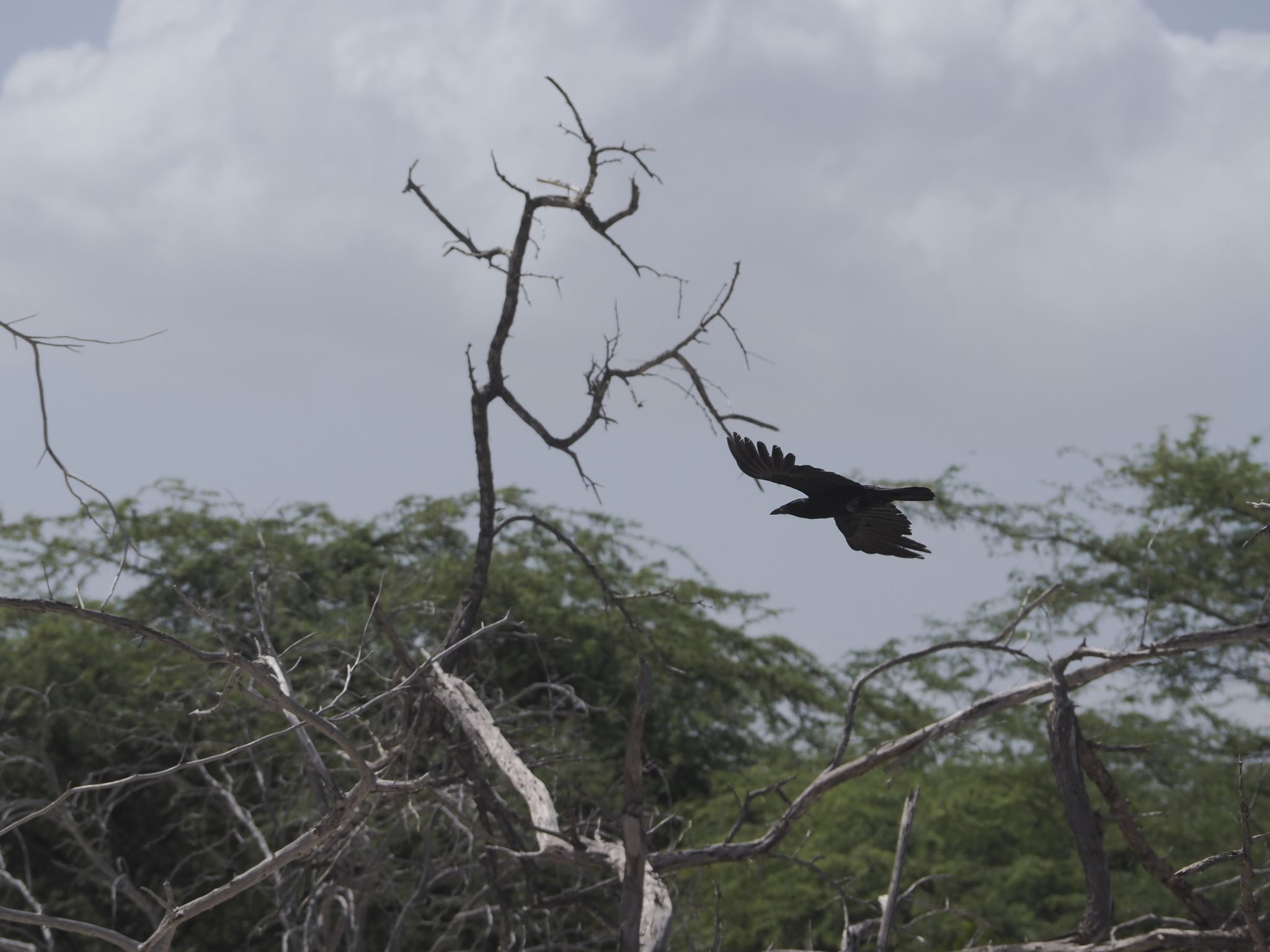 Hispaniolan Palm Crow (Corvus palmarum), photo 8