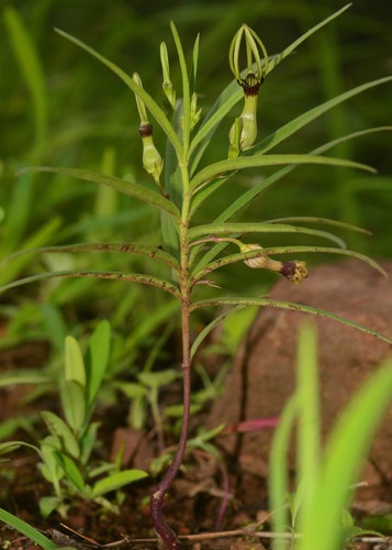 Ceropegia noorjahaniae