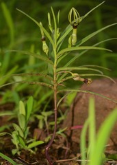 Ceropegia noorjahaniae
