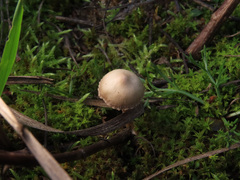 Tubaria romagnesiana