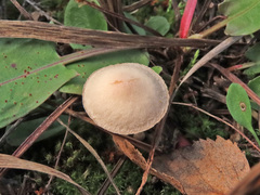 Tubaria romagnesiana