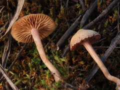Tubaria romagnesiana