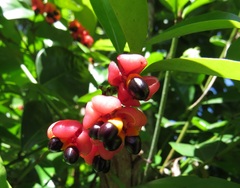 Euonymus australianus