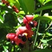 Euonymus australianus - Photo (c) kerrycoleman, some rights reserved (CC BY-NC), uploaded by kerrycoleman