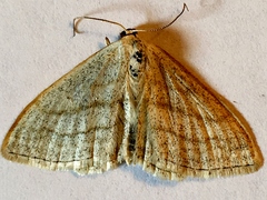 Scopula quinquelinearia