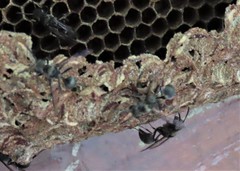 Metapolybia