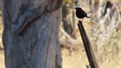 Arnot's Chat (Myrmecocichla arnotti), photo 8