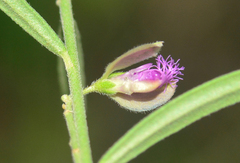 Polygala erioptera
