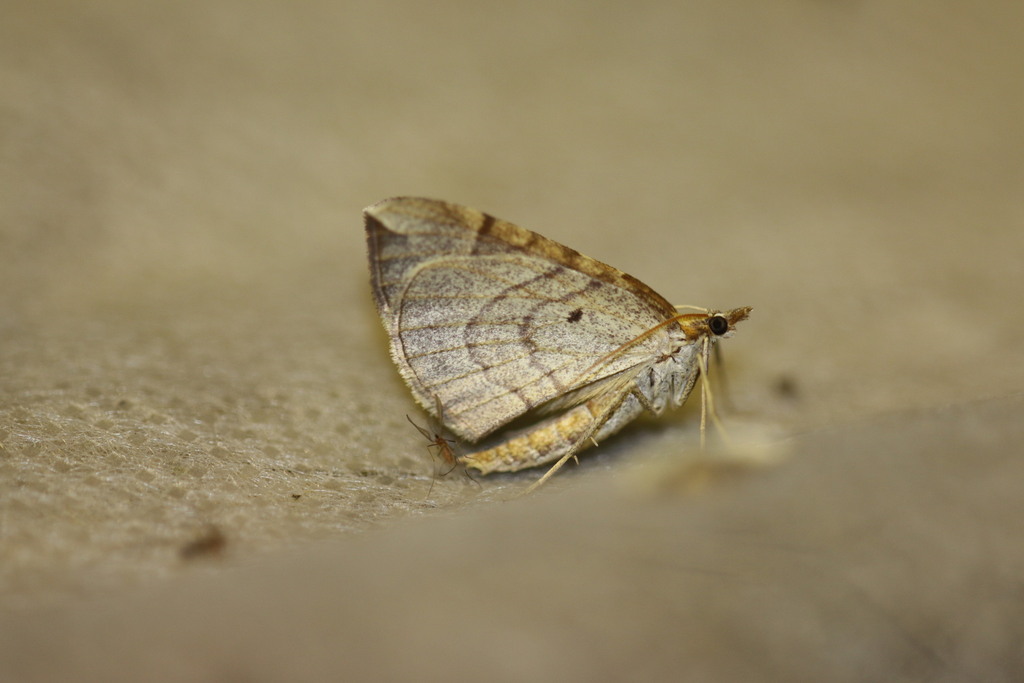 Chevron Moth