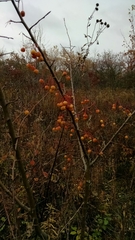 Malus × zumi