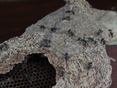 Metapolybia