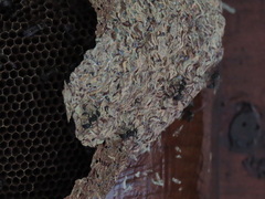 Metapolybia