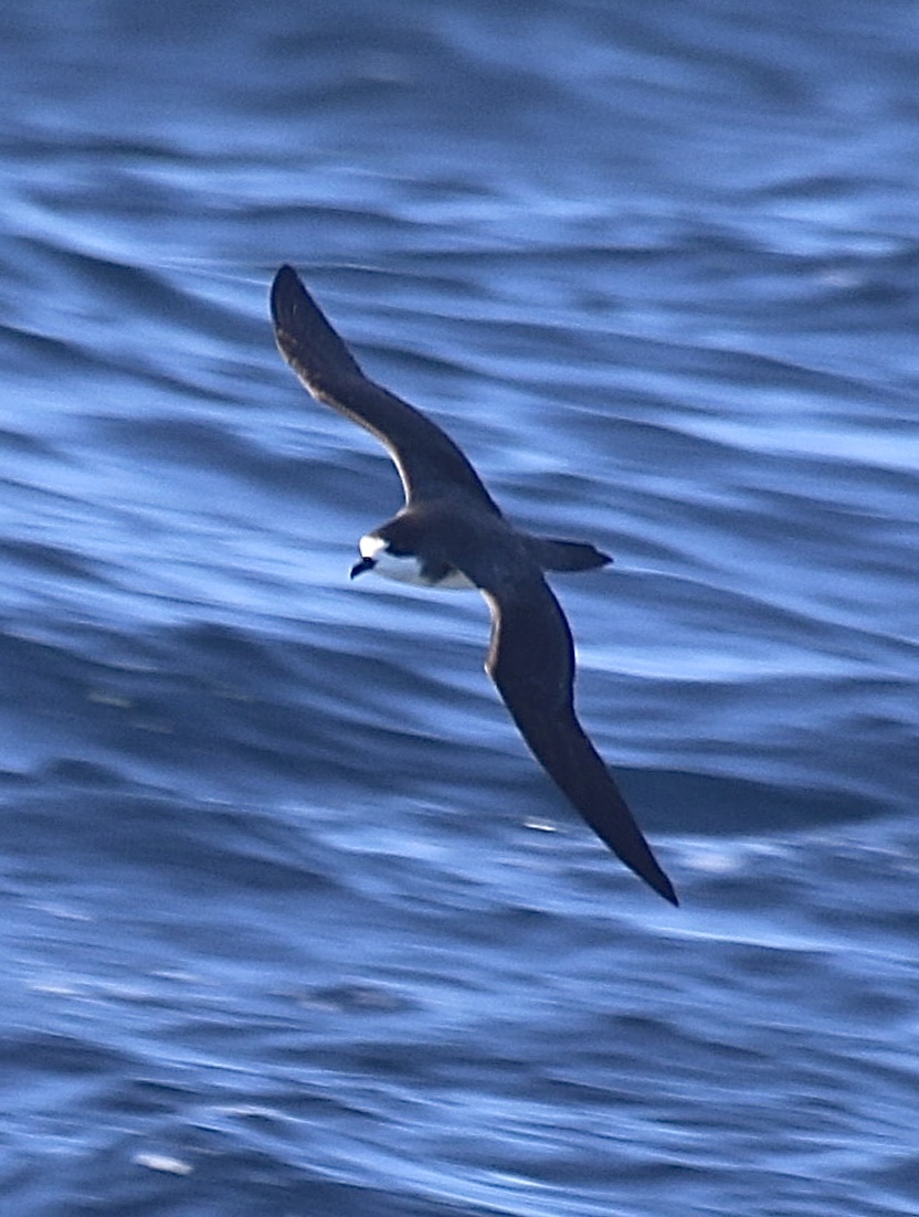 Hawaiian Petrel (Pterodroma sandwichensis), photo 10