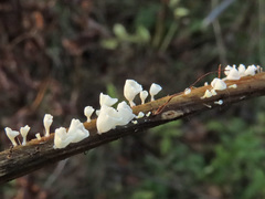 Calyptella capula