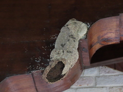 Metapolybia