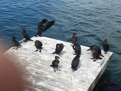 Phalacrocorax neglectus