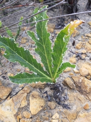 Lichtensteinia trifida