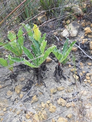 Lichtensteinia trifida