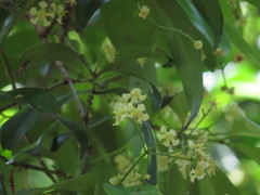 Euonymus australianus